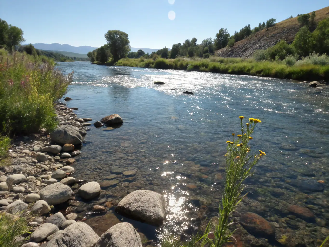 A scenic view of the River Né, showcasing healthy aquatic vegetation and clear water, symbolizing the organization's commitment to maintaining and improving the river's ecosystem.